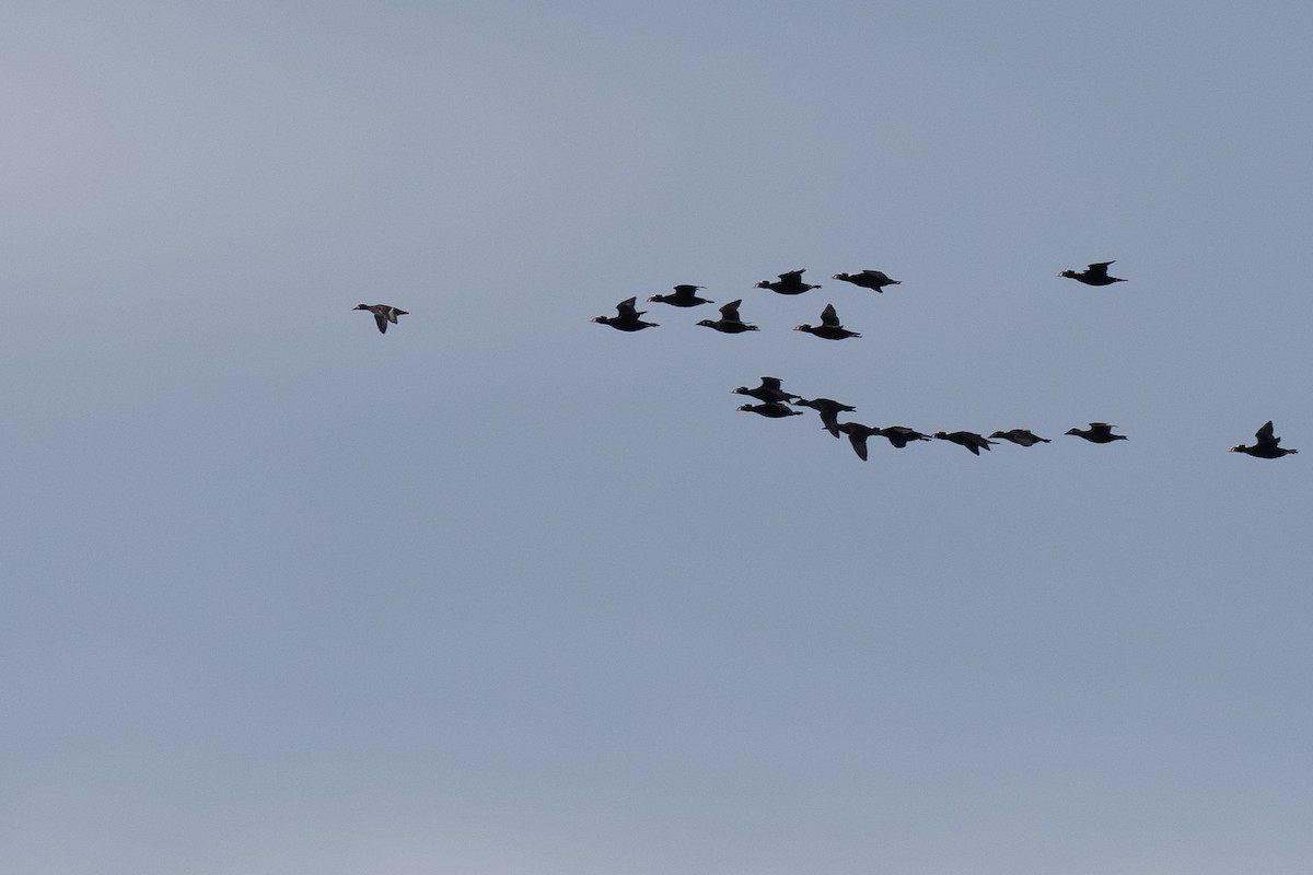 Greater/Lesser Scaup - ML645374206