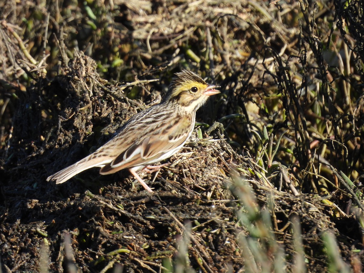 Savannah Sparrow - ML645374234