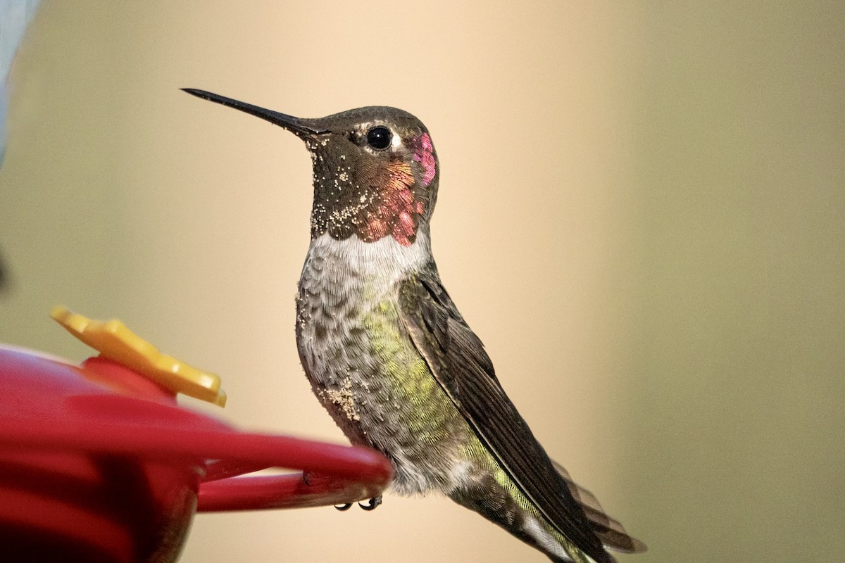 Anna's Hummingbird - ML645374237