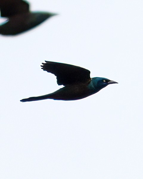 Common Grackle - ML645374242