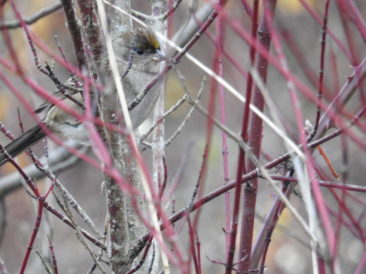 Golden-crowned Sparrow - ML645374258