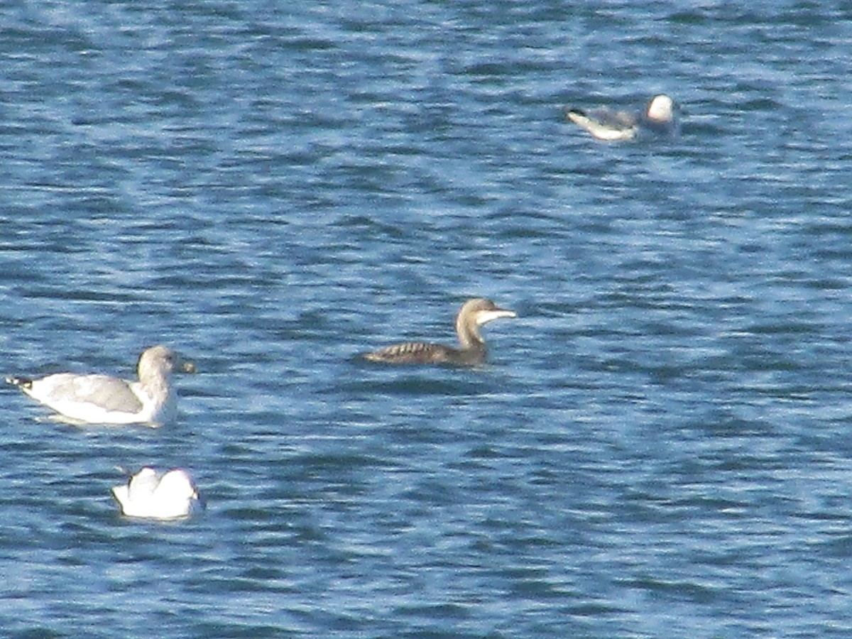 eBird Checklist - 16 Nov 2025 - Rigden Reservoir - 12 species