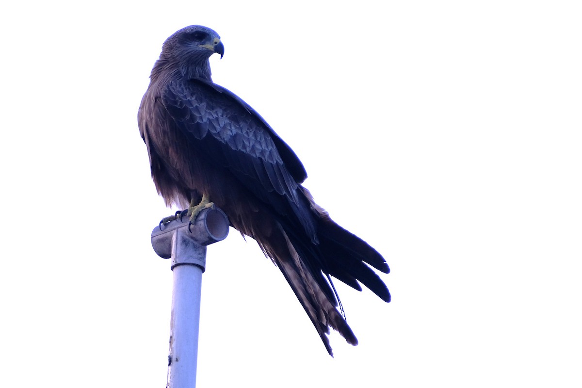 Schwarzmilan - ML645374269