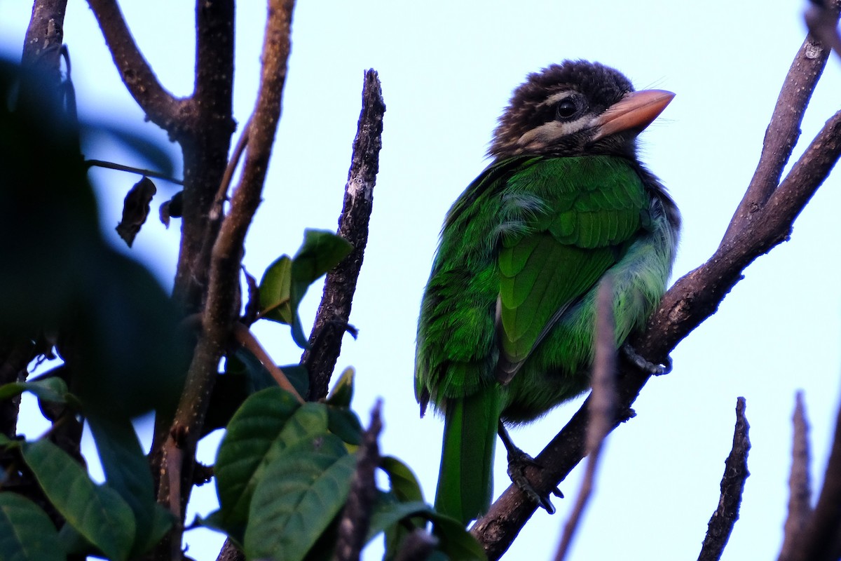 Grünbartvogel - ML645374277