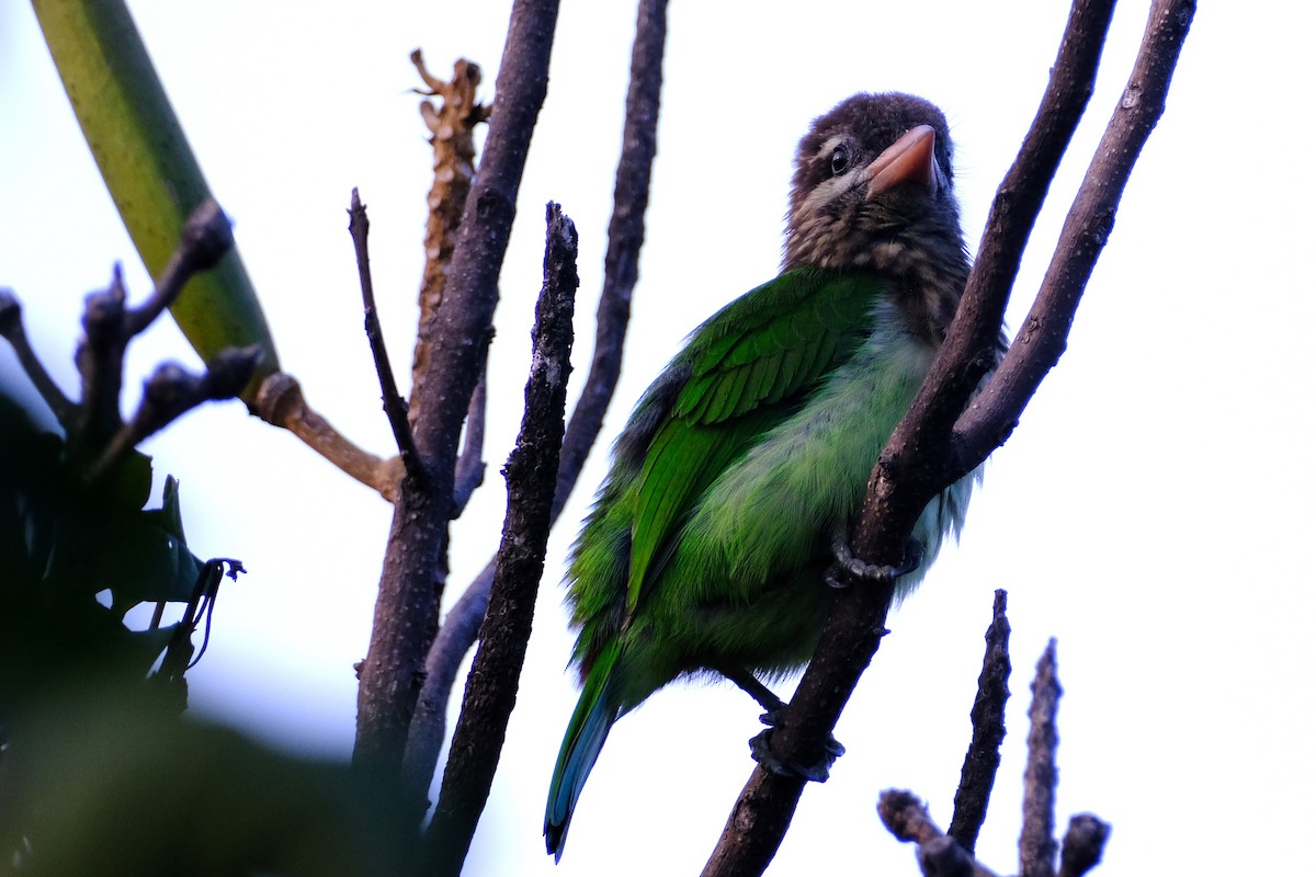 Grünbartvogel - ML645374278