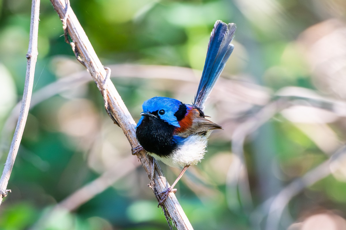 Variegated Fairywren - ML645374284