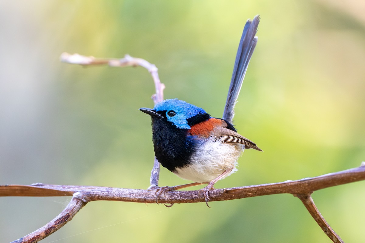 Variegated Fairywren - ML645374287