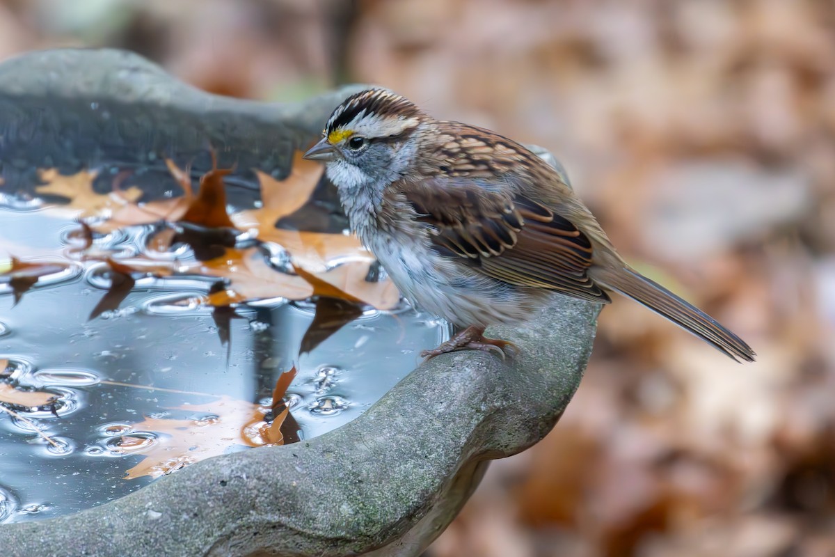 White-throated Sparrow - ML645374288