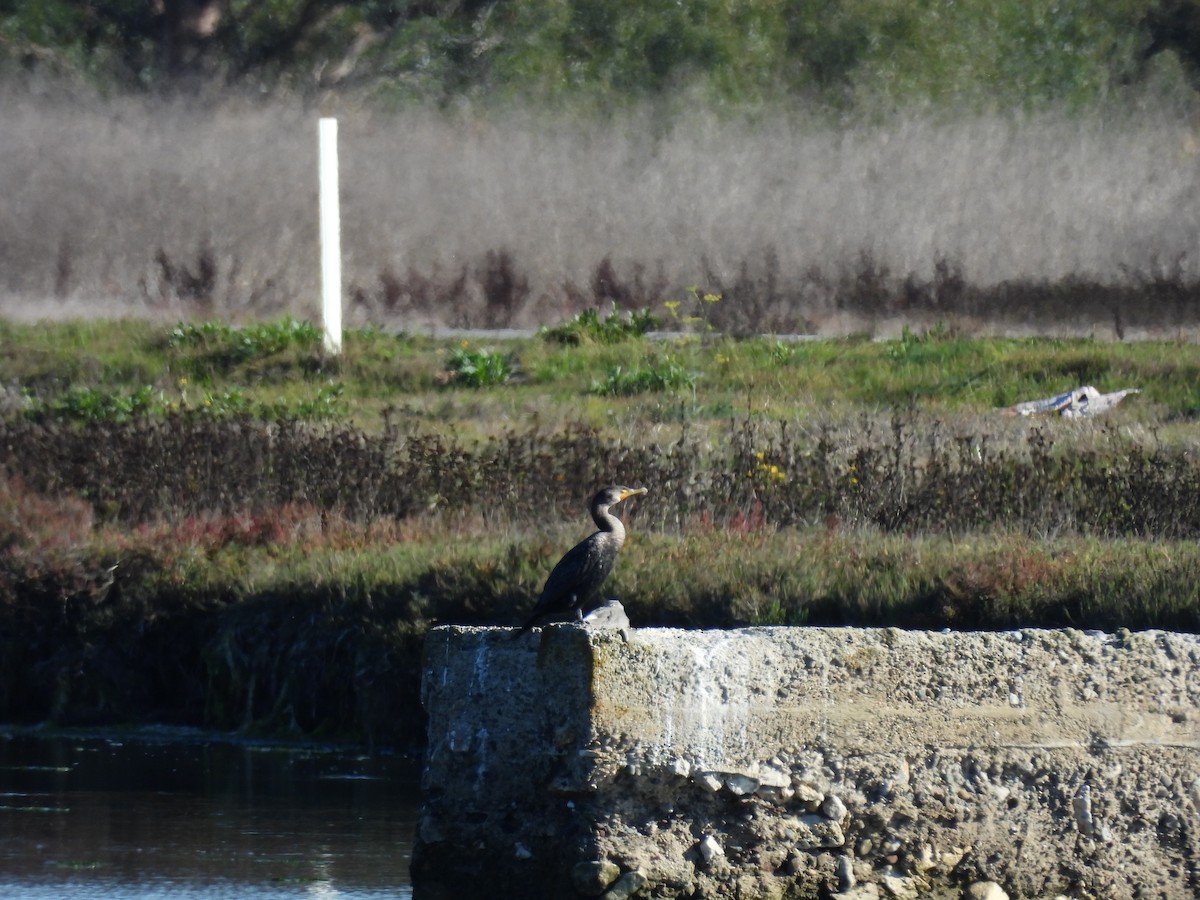 Double-crested Cormorant - ML645374296