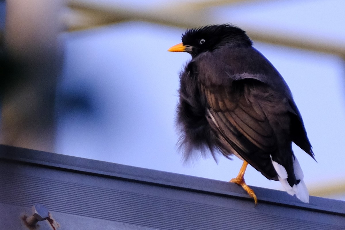 Dschungelmaina - ML645374297