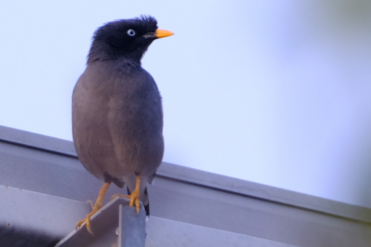 Dschungelmaina - ML645374298