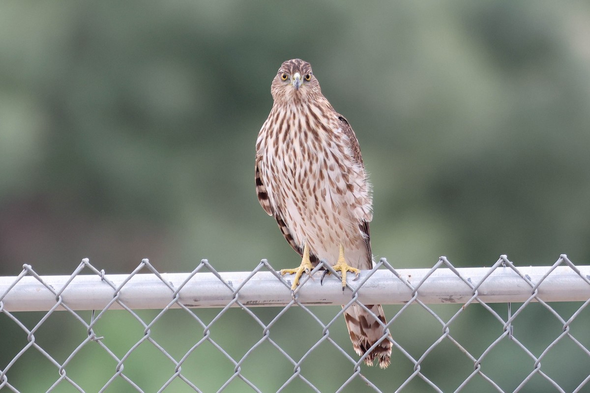 Яструб чорноголовий - ML645374300