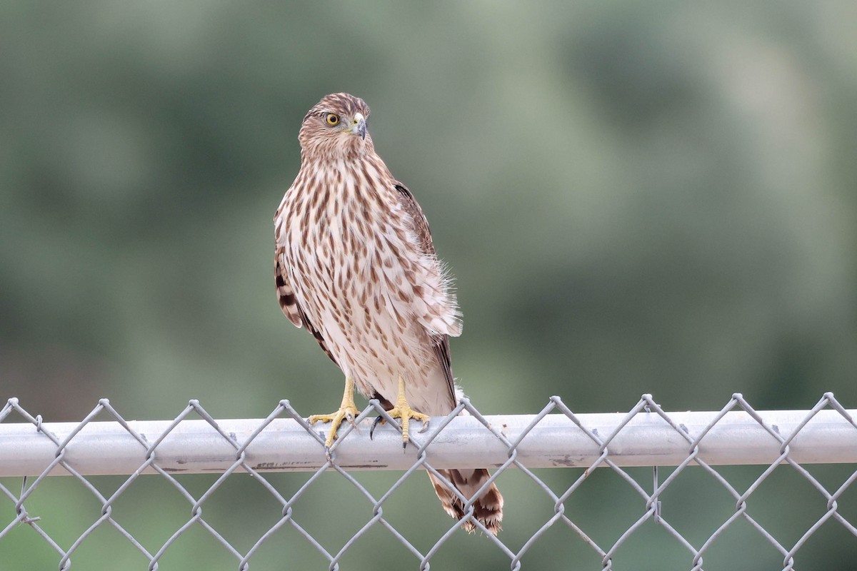 Яструб чорноголовий - ML645374304