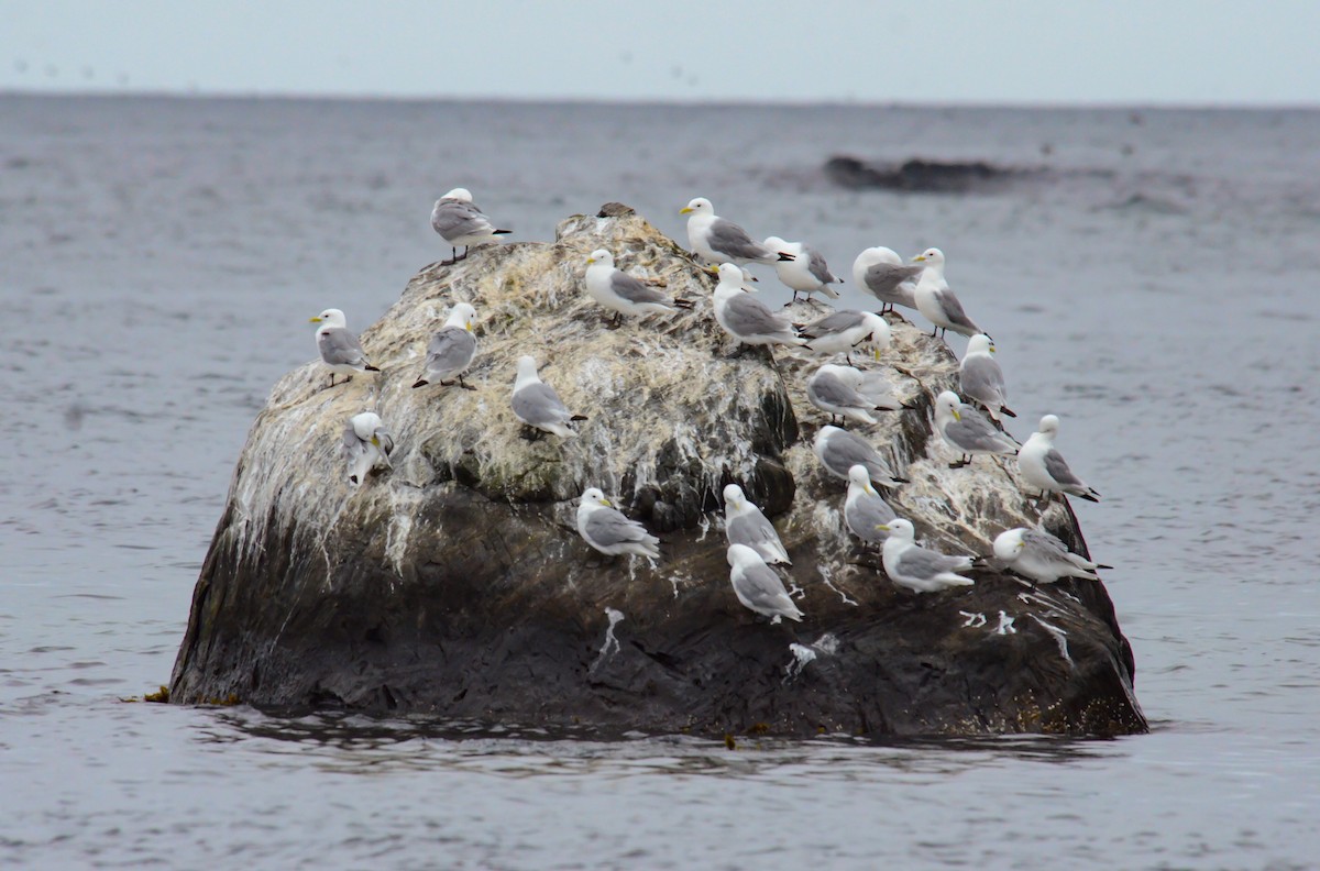 krykkje - ML645374316