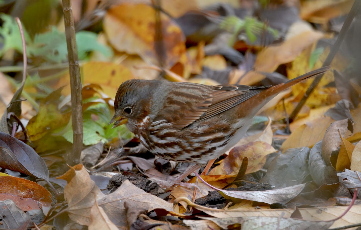 strnadec kaštanový - ML645374320