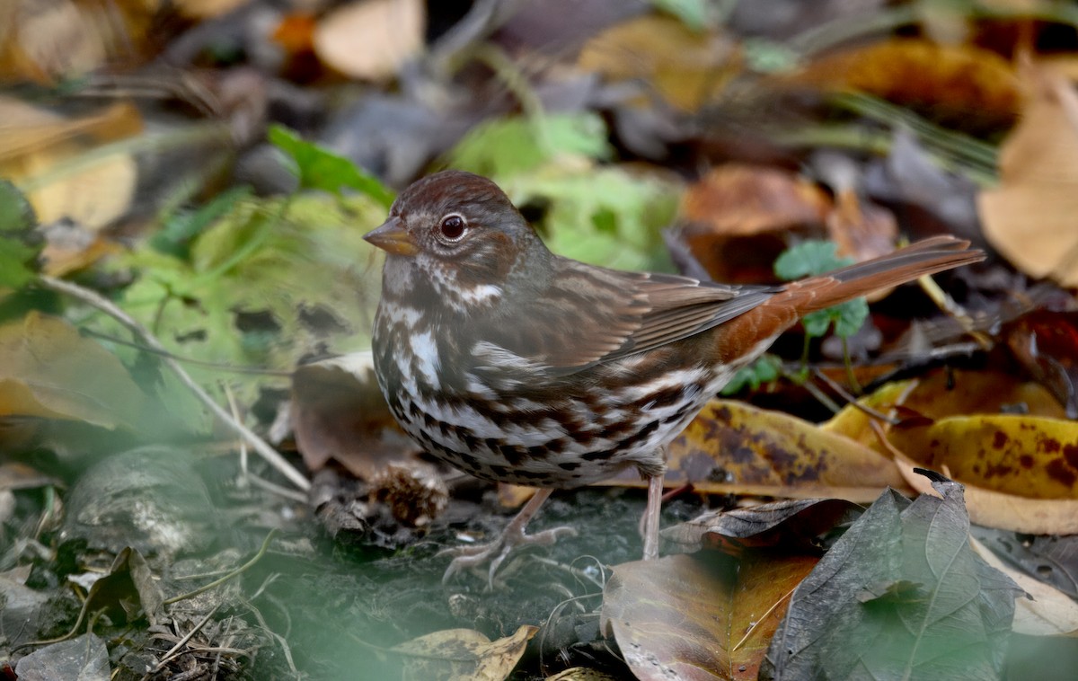 strnadec kaštanový - ML645374321