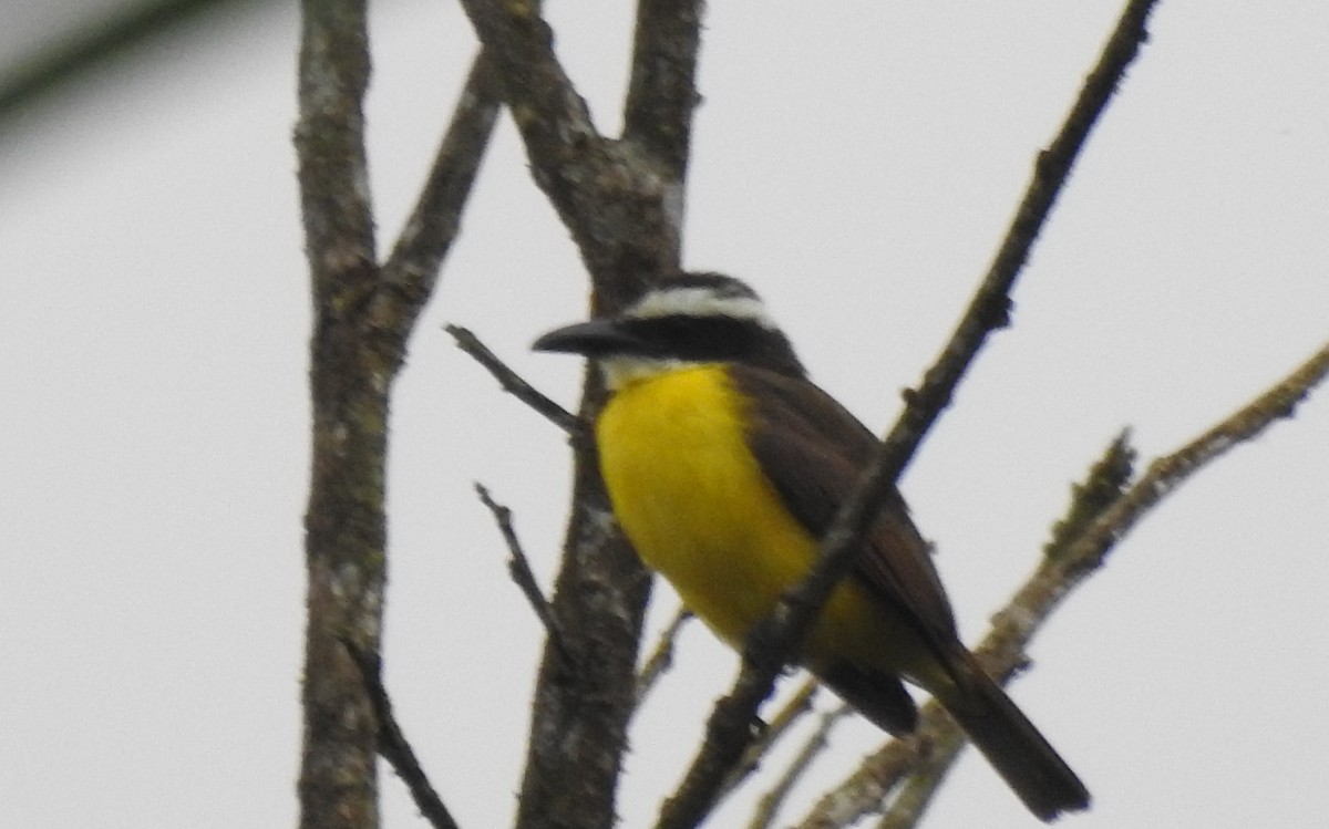 Boat-billed Flycatcher - ML645374328