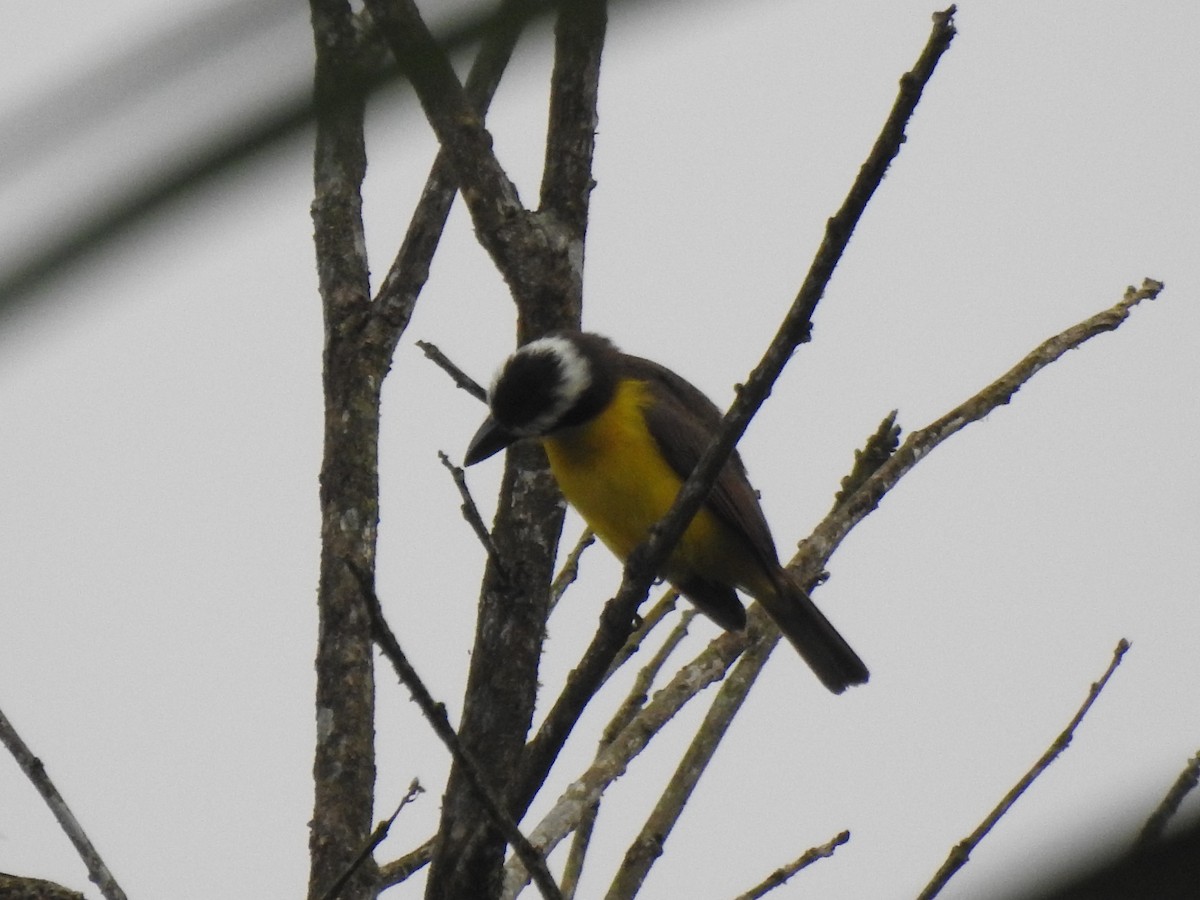 Boat-billed Flycatcher - ML645374331