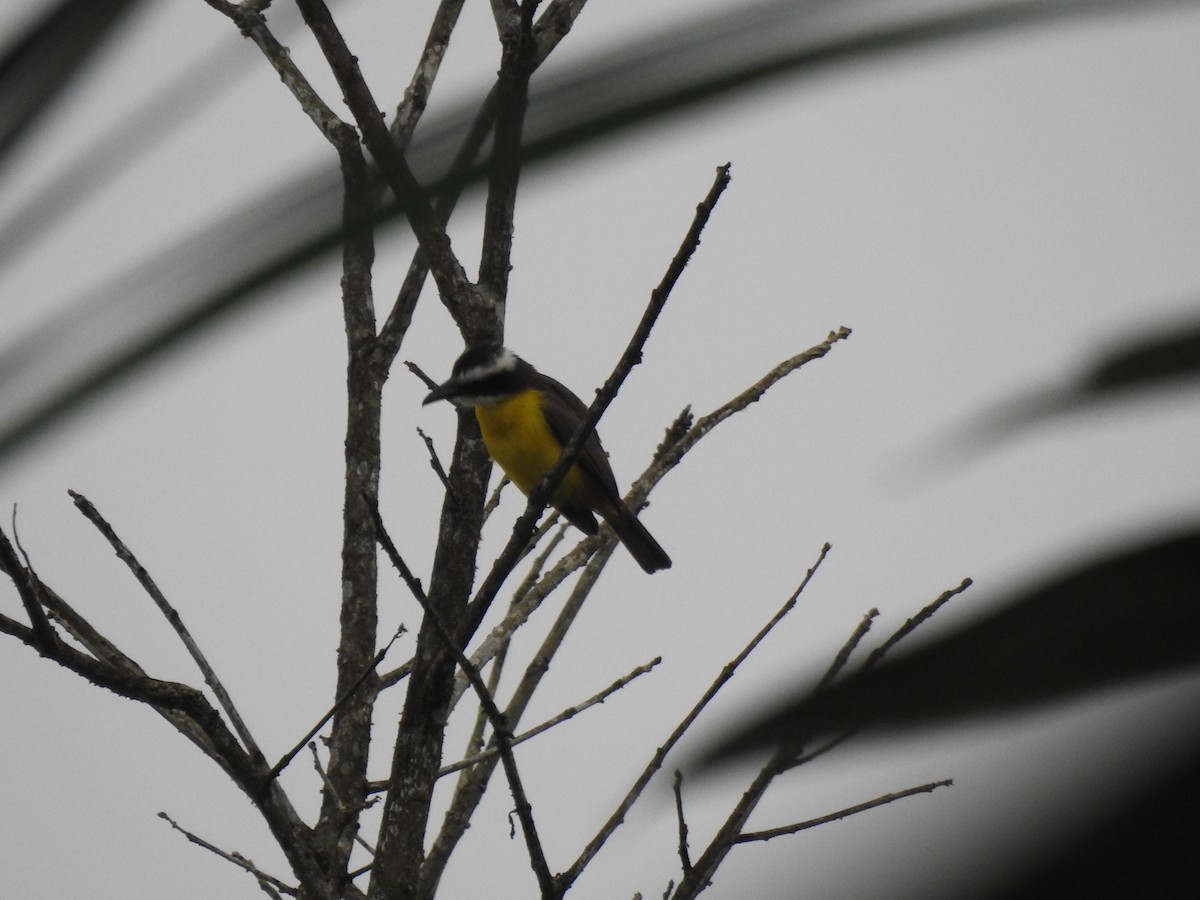 Boat-billed Flycatcher - ML645374334