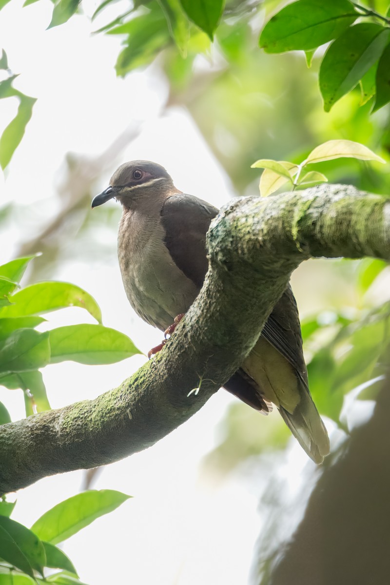 オオテリアオバト - ML645374341