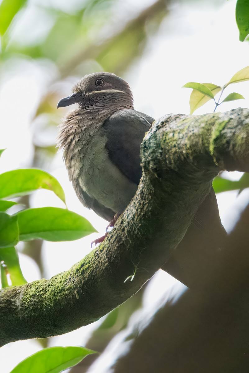 オオテリアオバト - ML645374342