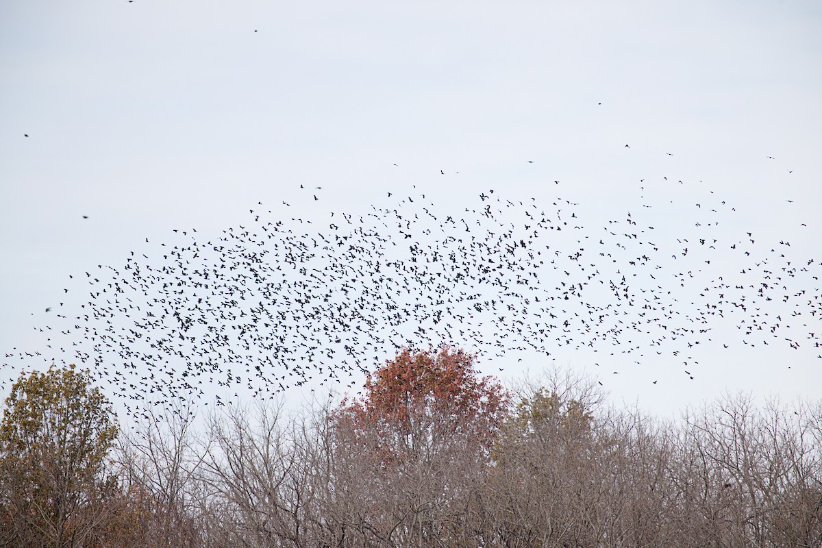 Common Grackle - ML645374344