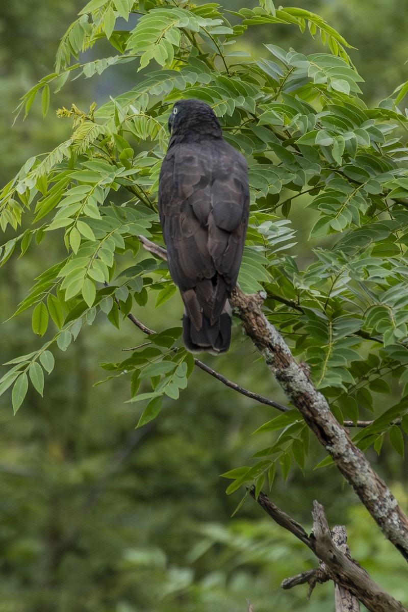 Hook-billed Kite - ML645374351