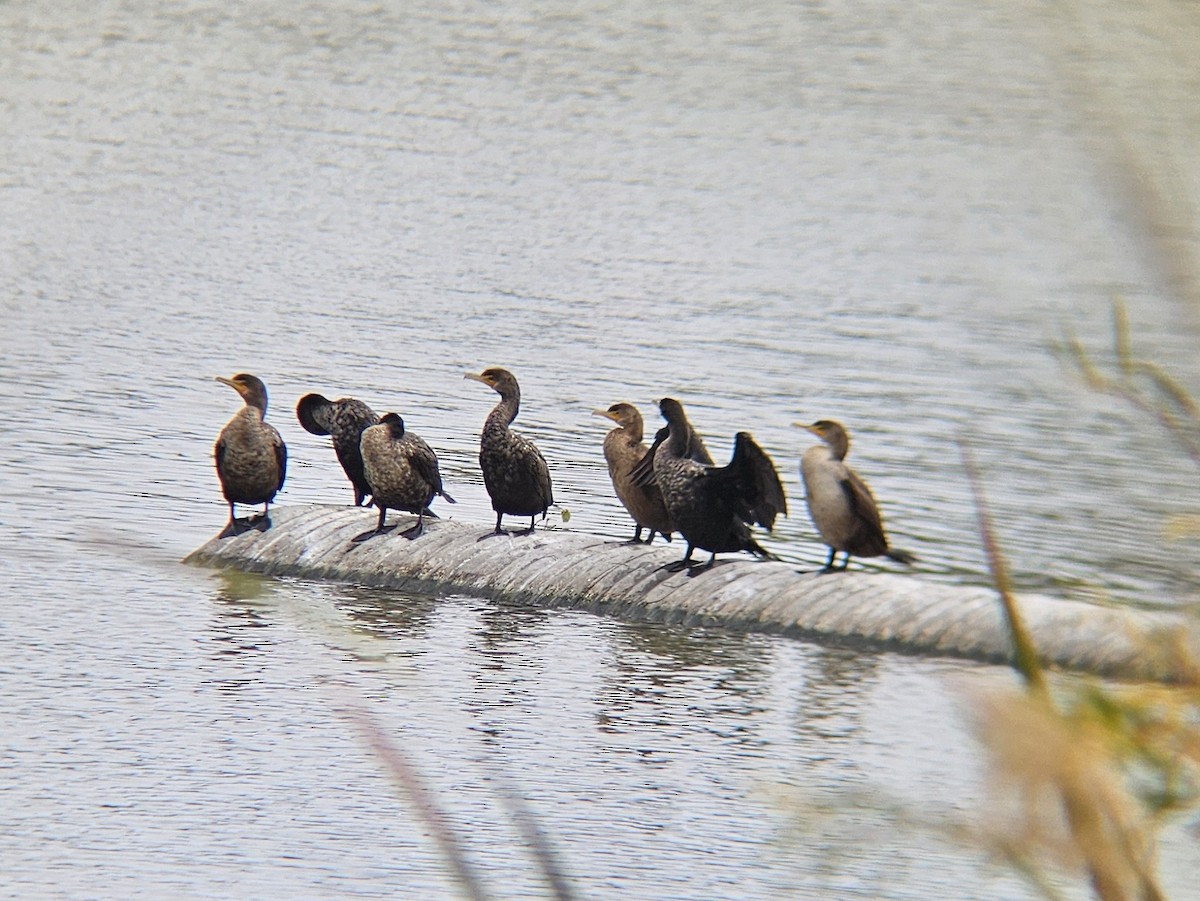 Double-crested Cormorant - ML645374353