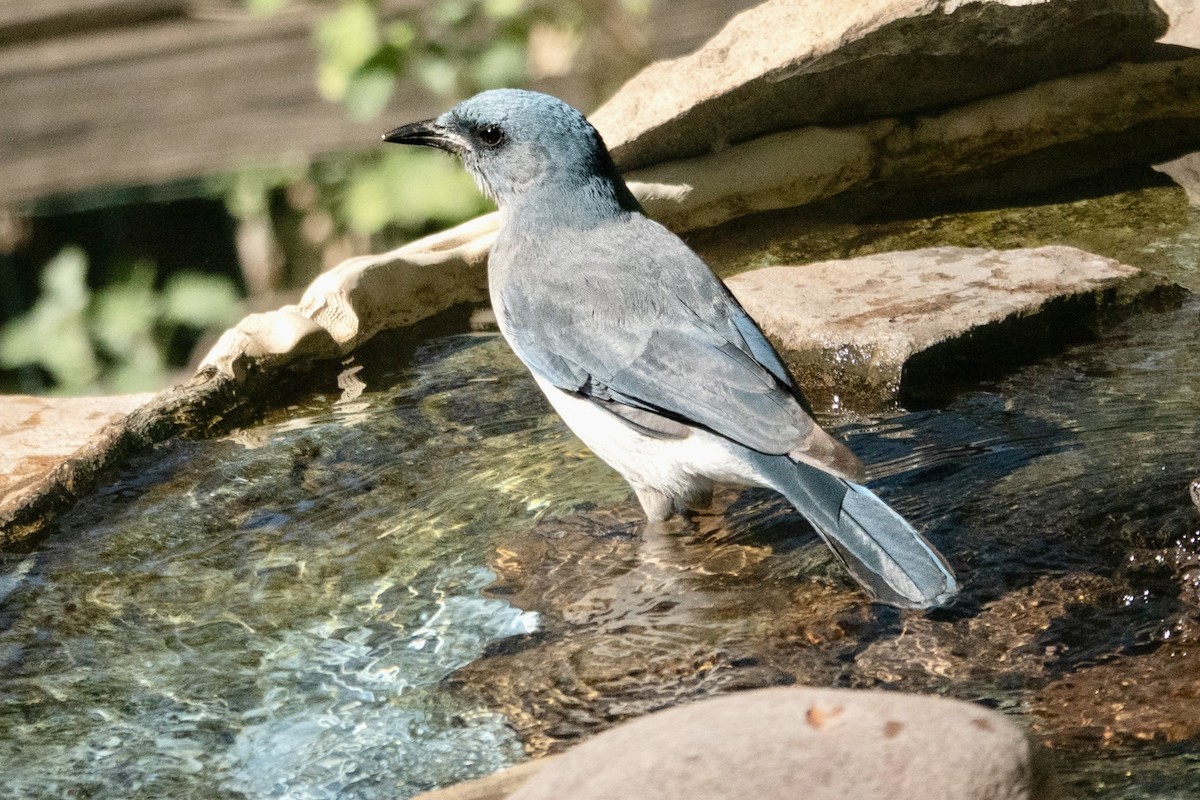 Mexican Jay - ML645374354