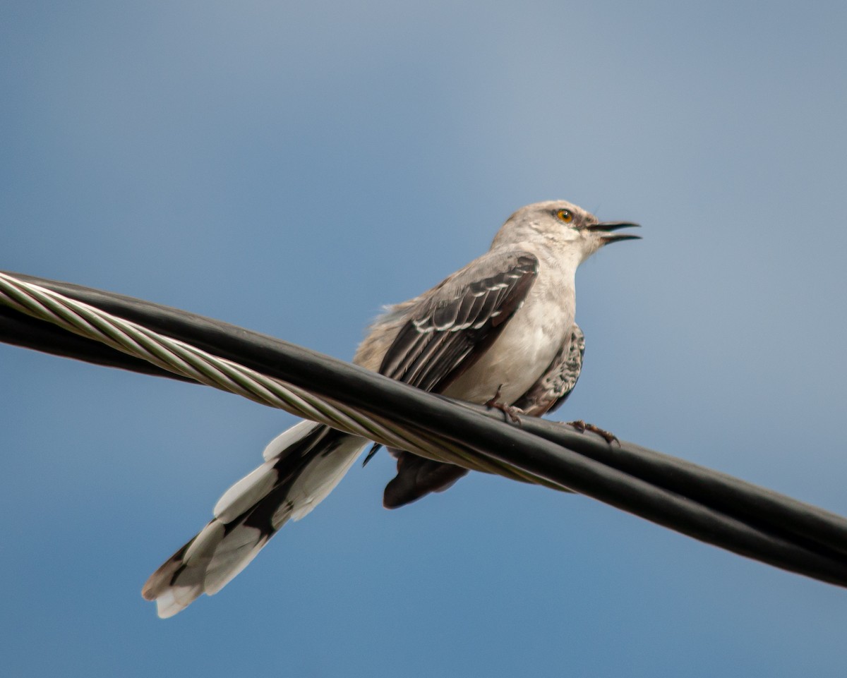 Tropikal Taklitçi - ML645374355