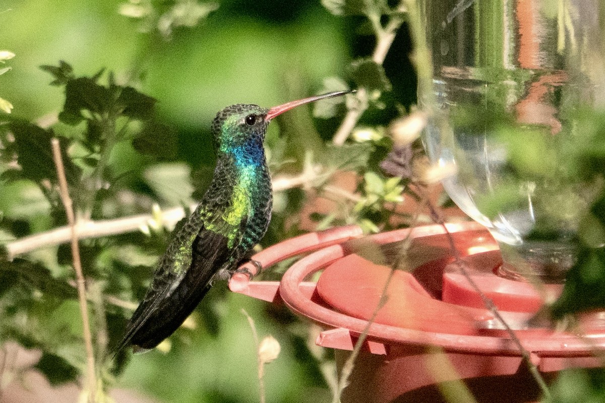 Broad-billed Hummingbird - ML645374358