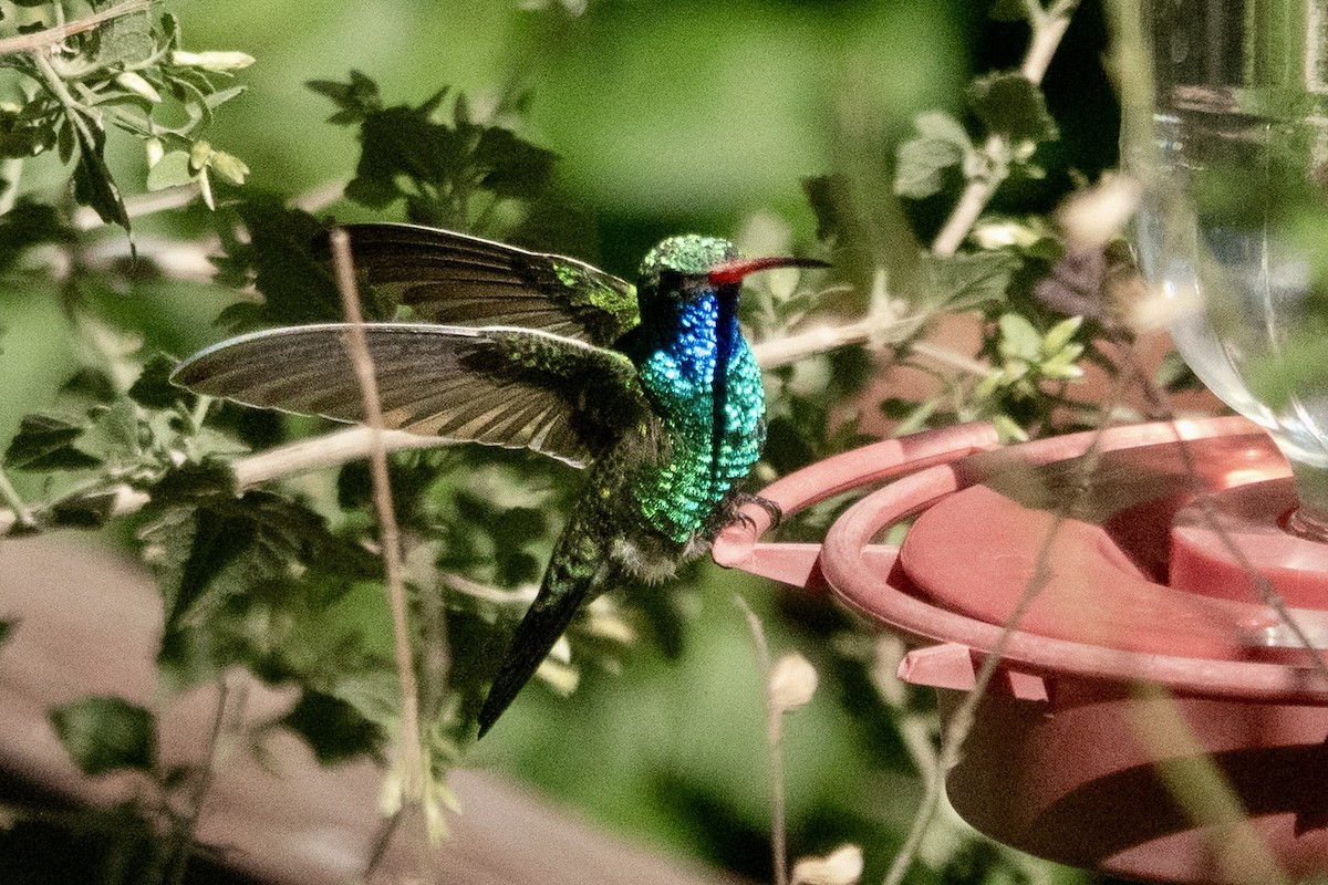 Broad-billed Hummingbird - ML645374359
