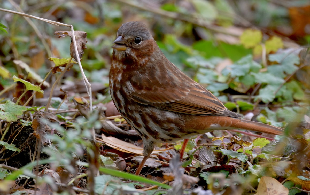 strnadec kaštanový - ML645374360