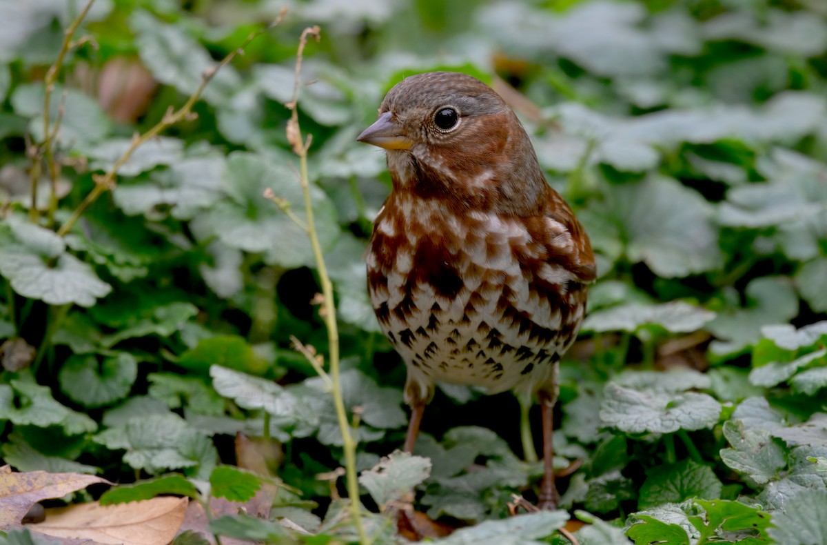 strnadec kaštanový - ML645374361