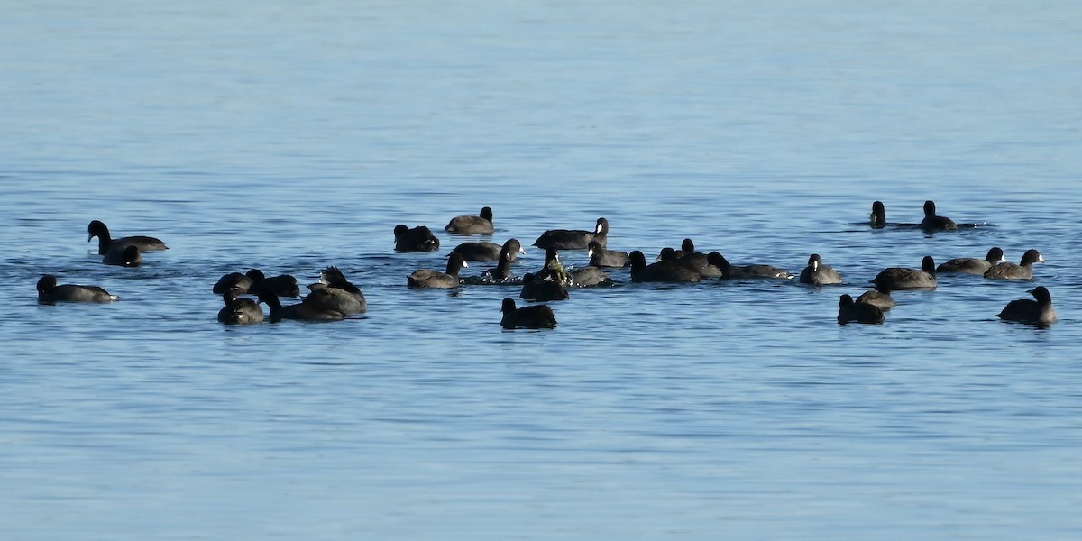 lyska americká - ML645374362