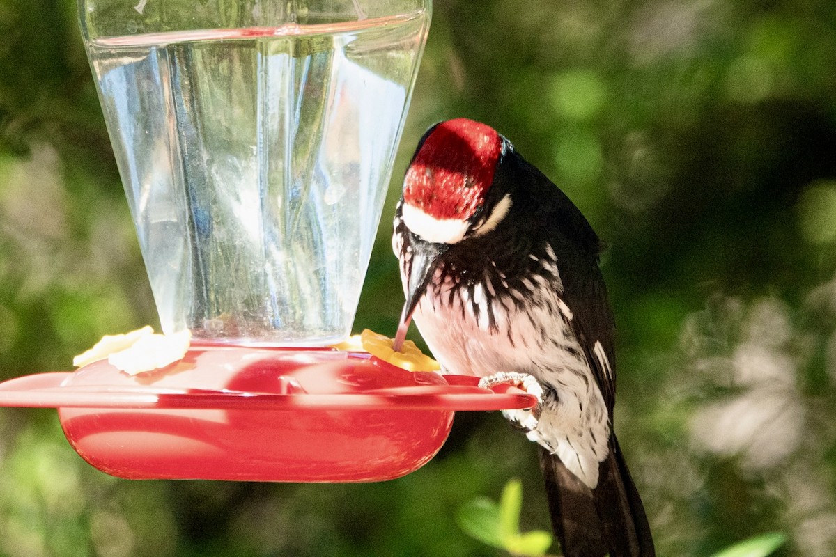 Acorn Woodpecker - ML645374364