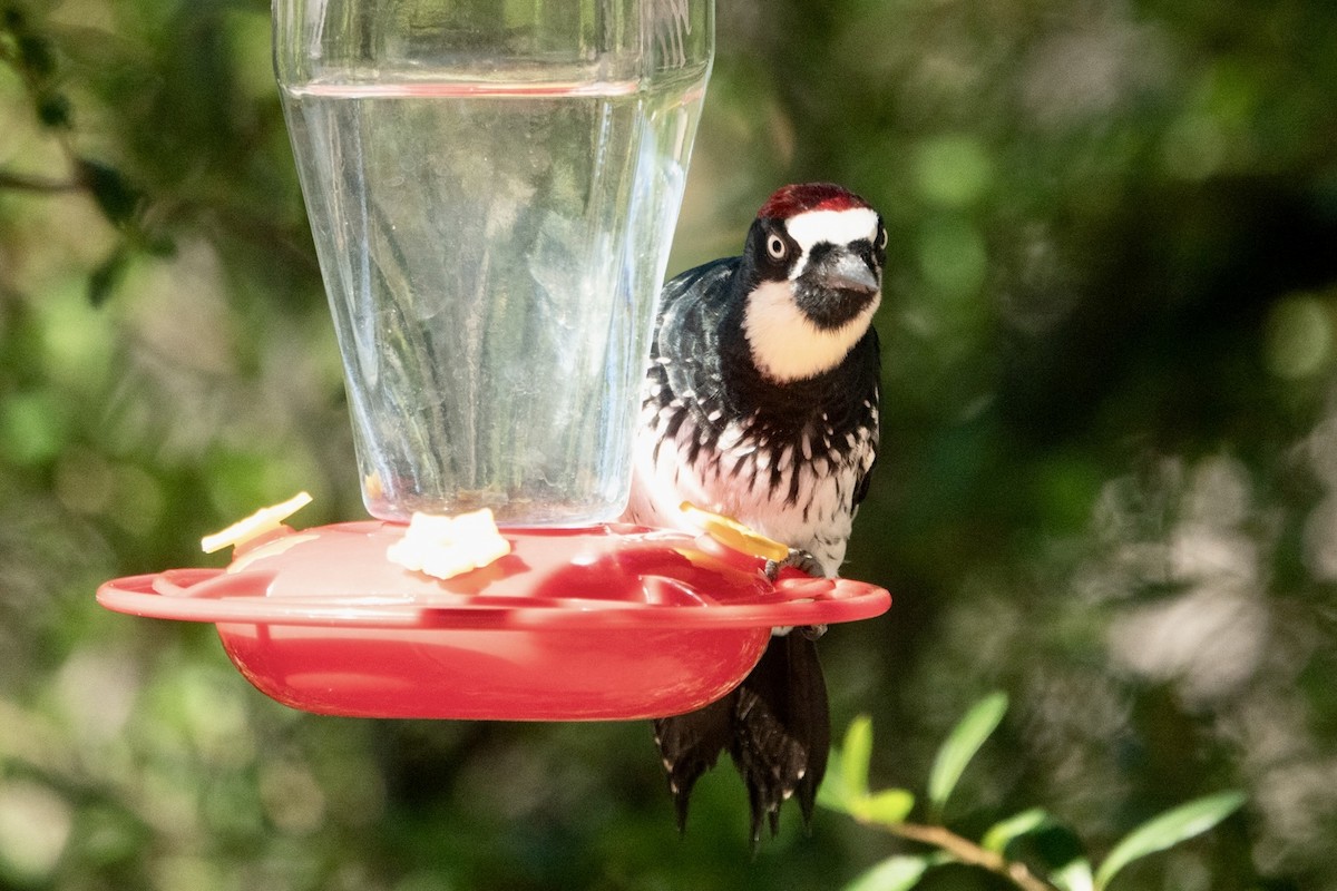 Acorn Woodpecker - ML645374366