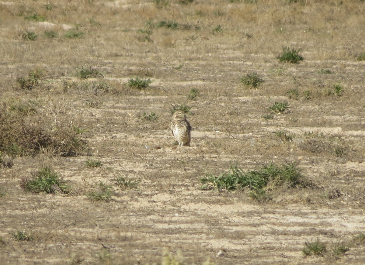 Burrowing Owl - ML645374368