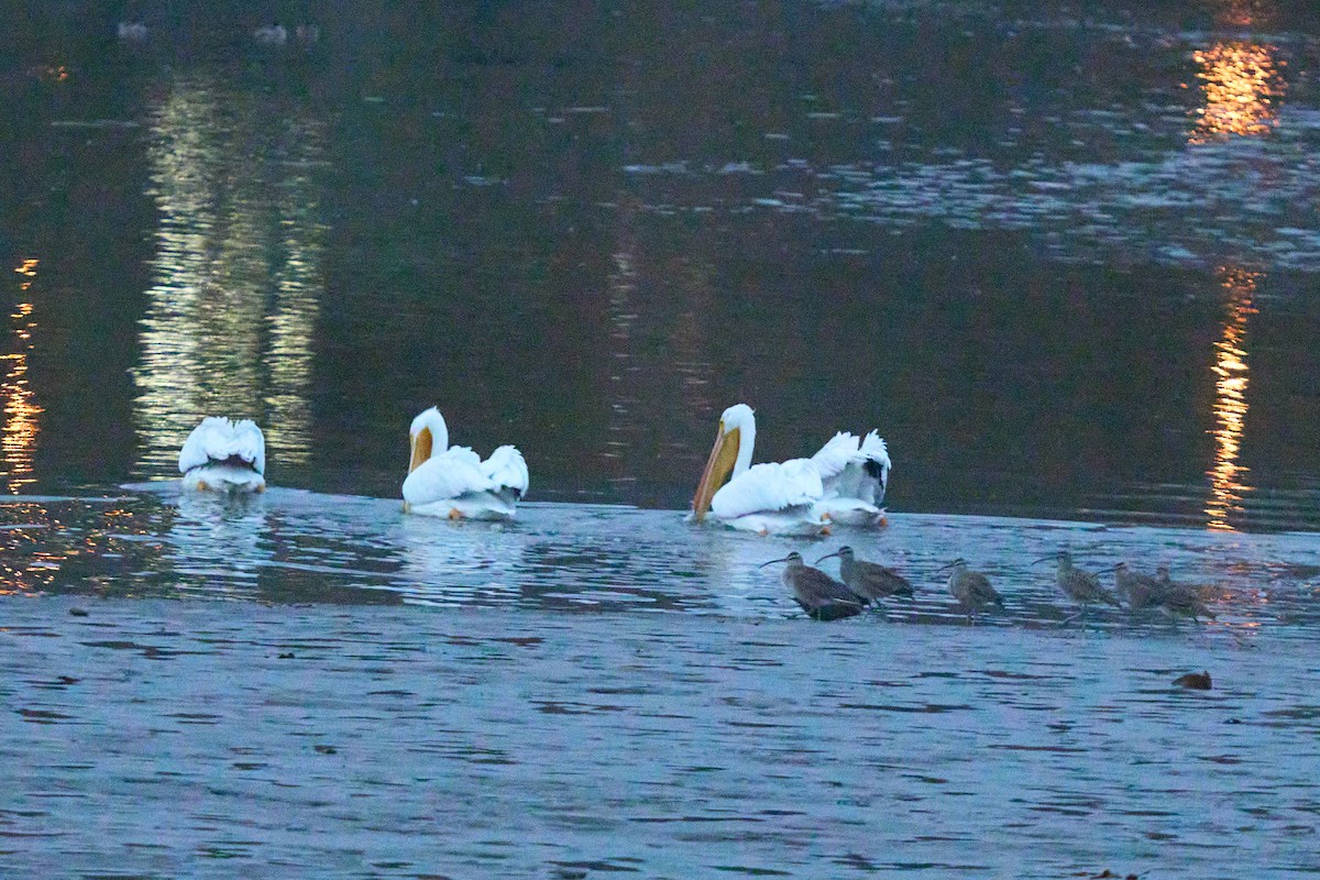 American White Pelican - ML645374370