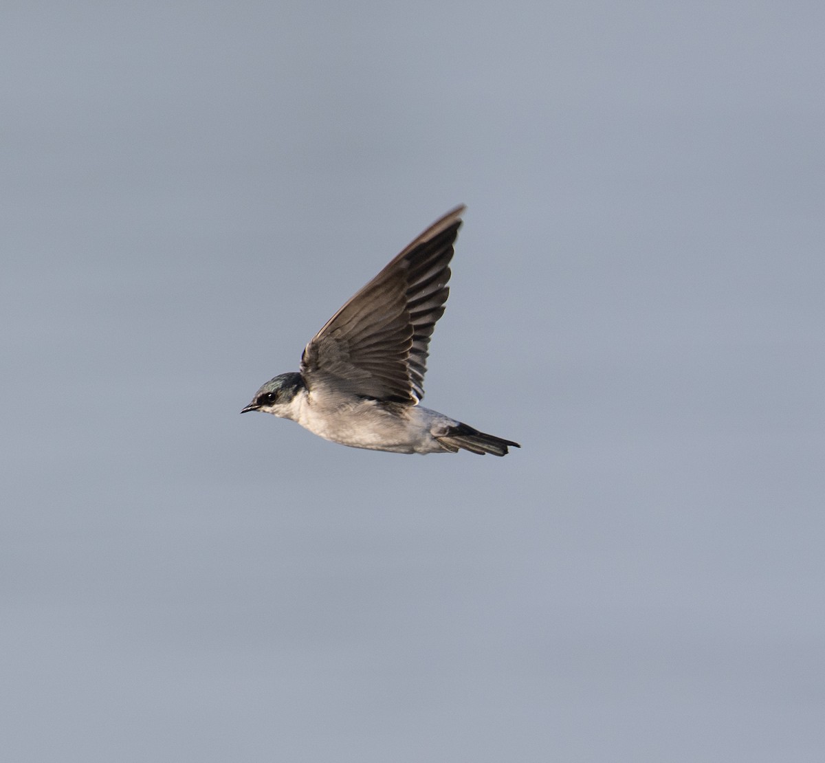 Mangrove Swallow - ML645374371