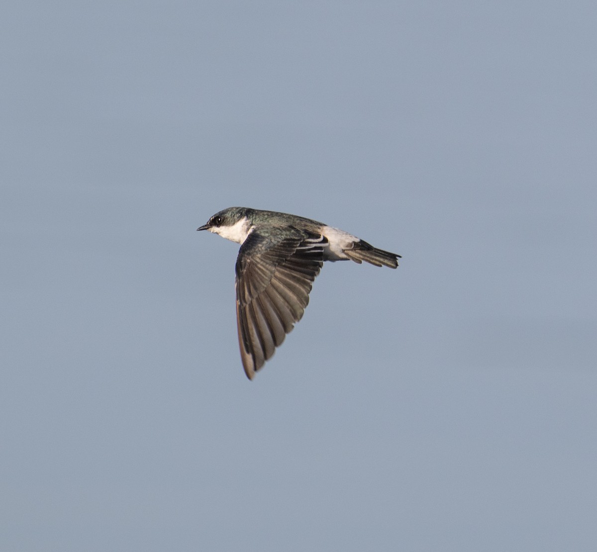 Mangrove Swallow - ML645374372