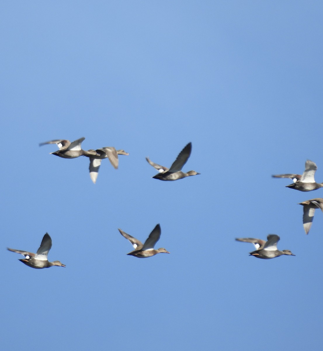 Gadwall - ML645374373