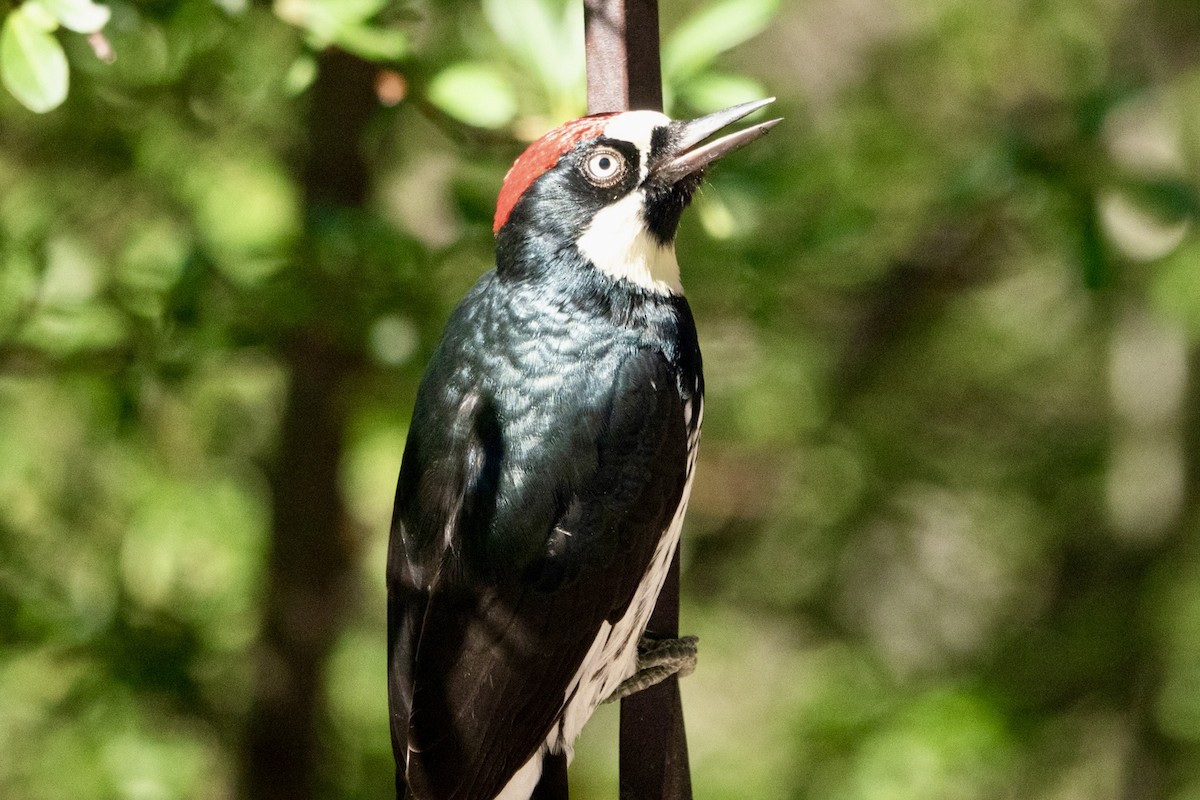 Acorn Woodpecker - ML645374379