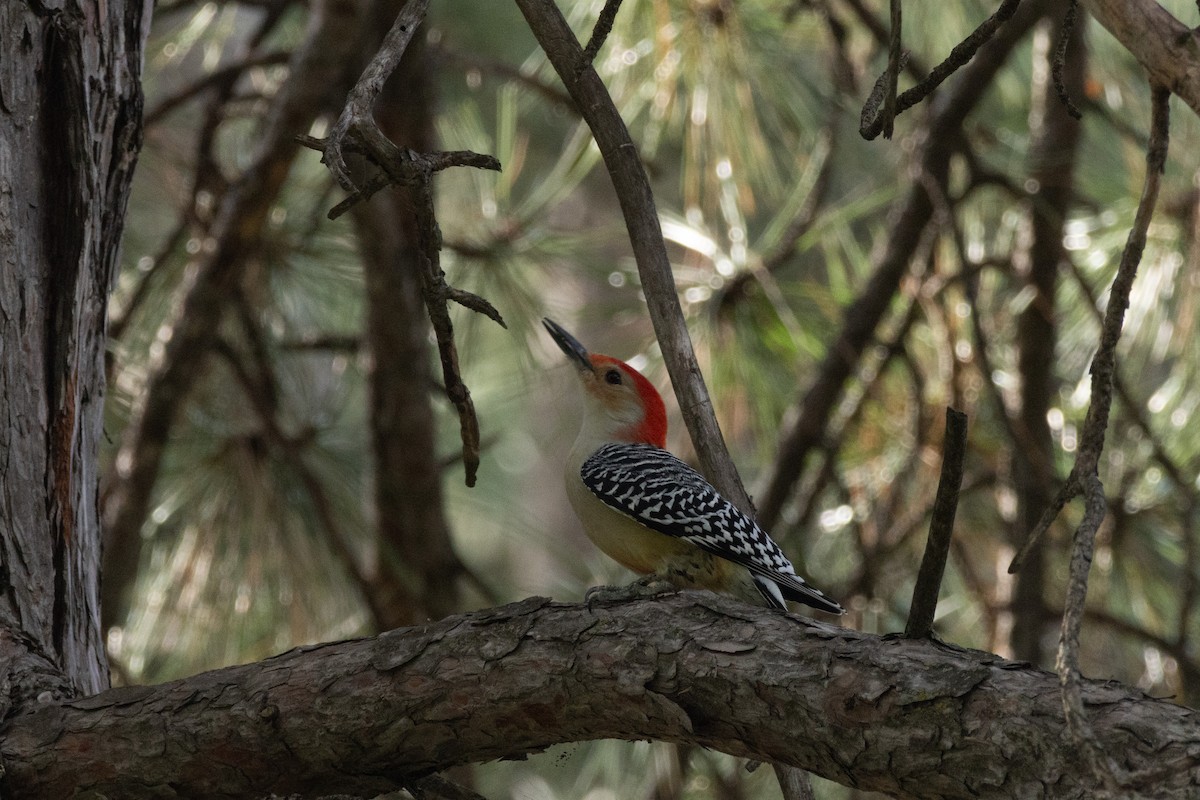 Carpintero de Carolina - ML645374387