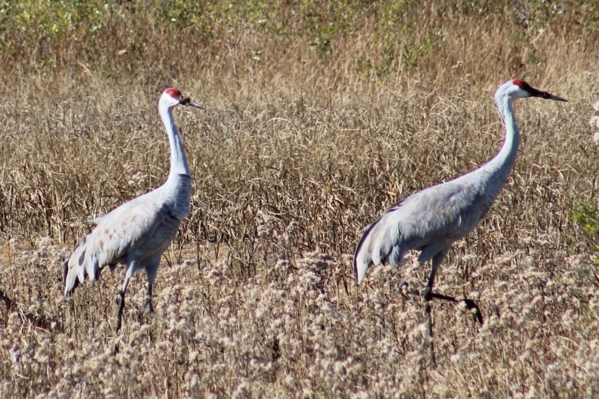 Sandhill Crane - ML645374404