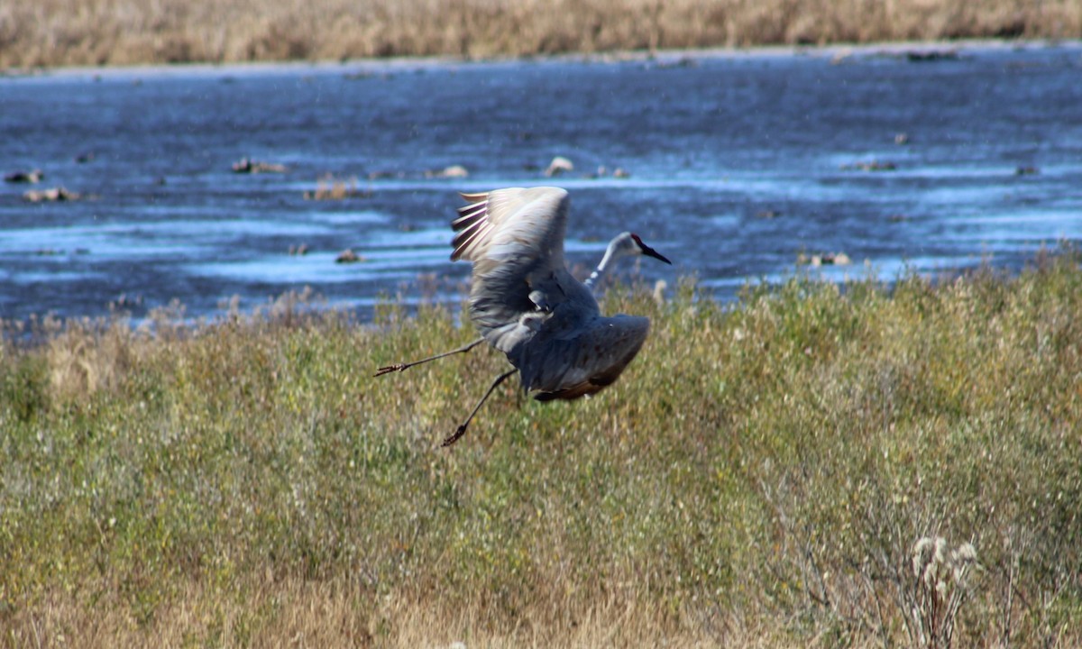 Sandhill Crane - ML645374405