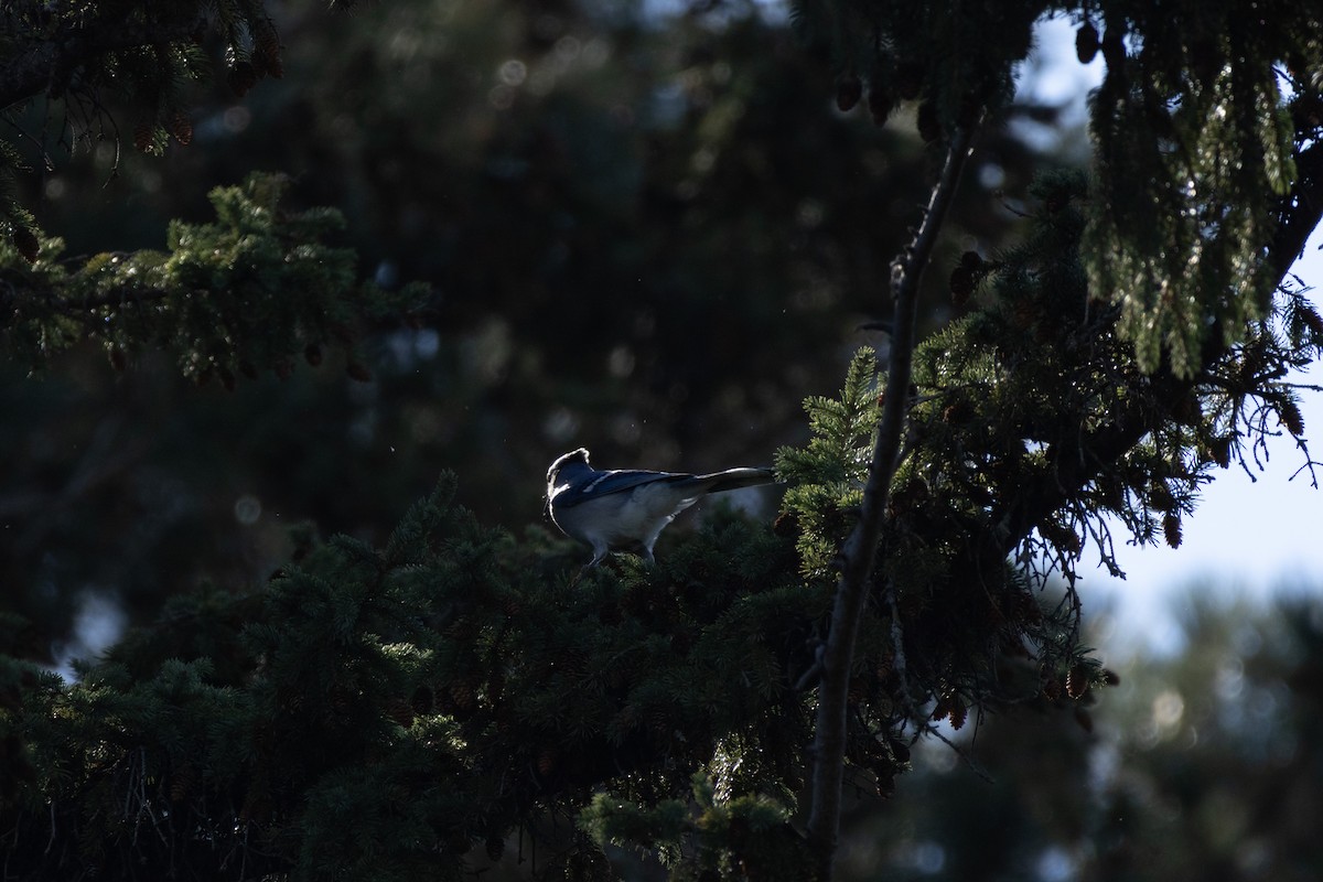 Blue Jay - ML645374406