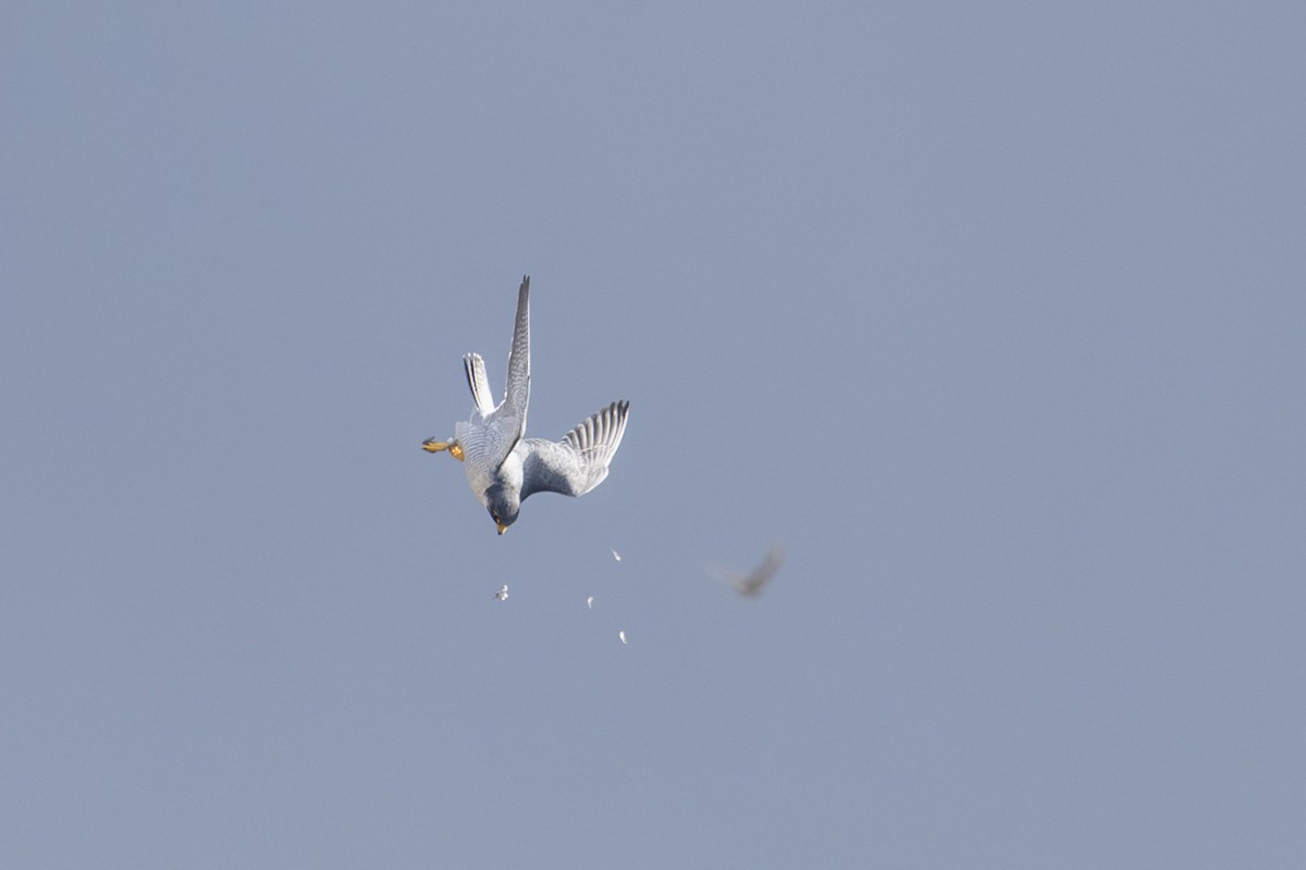 Peregrine Falcon (North American) - ML645374407