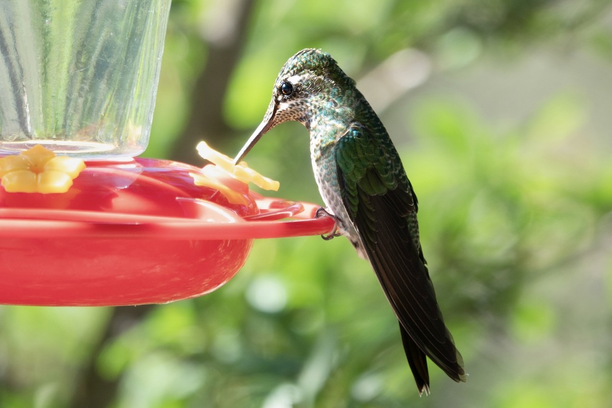 Rivoli's Hummingbird - ML645374409