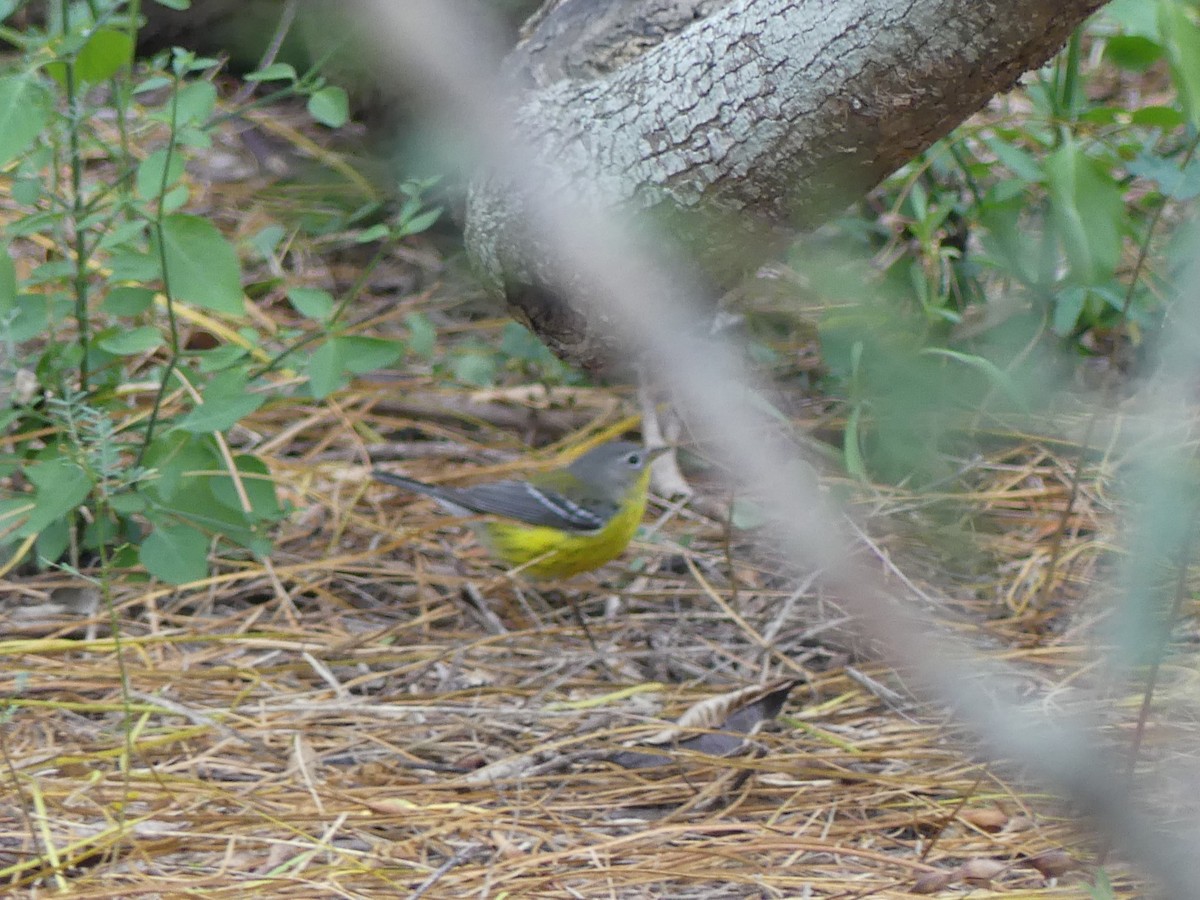 Magnolia Warbler - ML645374414